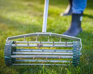 Aerating the lawn with a manual aerator