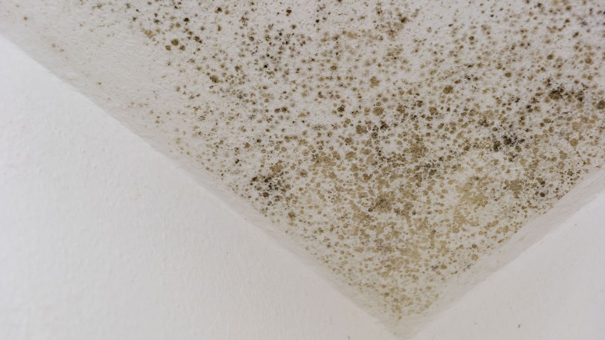 Mould in houses causes, prevention and solutions Homebuilding