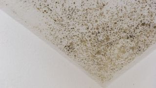mould on ceilings