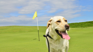 Labrador on a leash standing on a golf course