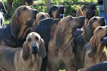 bloodhound3.jpg