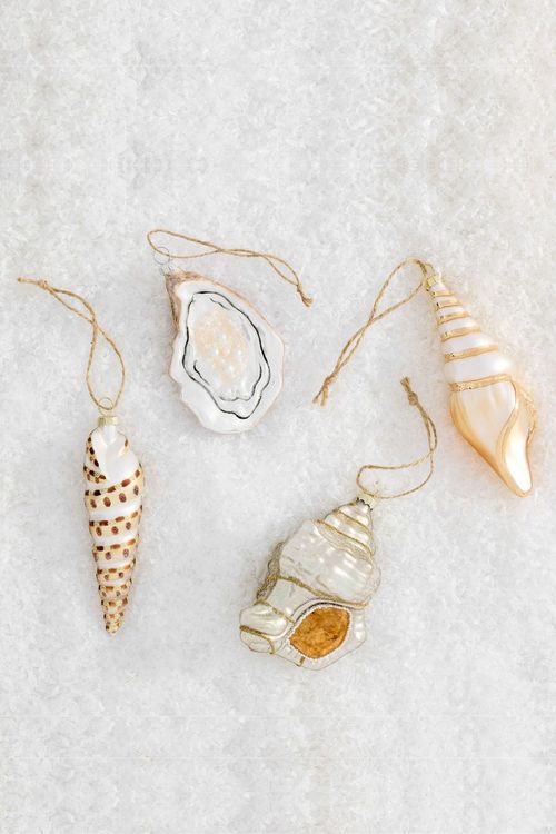 Coastal Seashells 