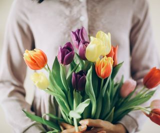Female hands holding bunch of mixed color tulips
