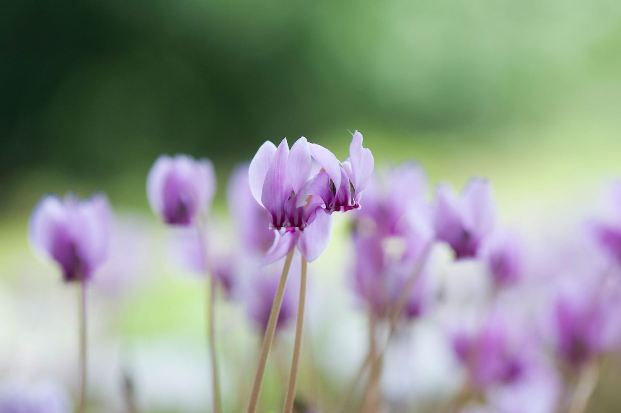 Cyclamen hederifolium flowering in the depths of autumn.