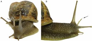 Two images of a snail (front and side views) showing the love dart near its head.