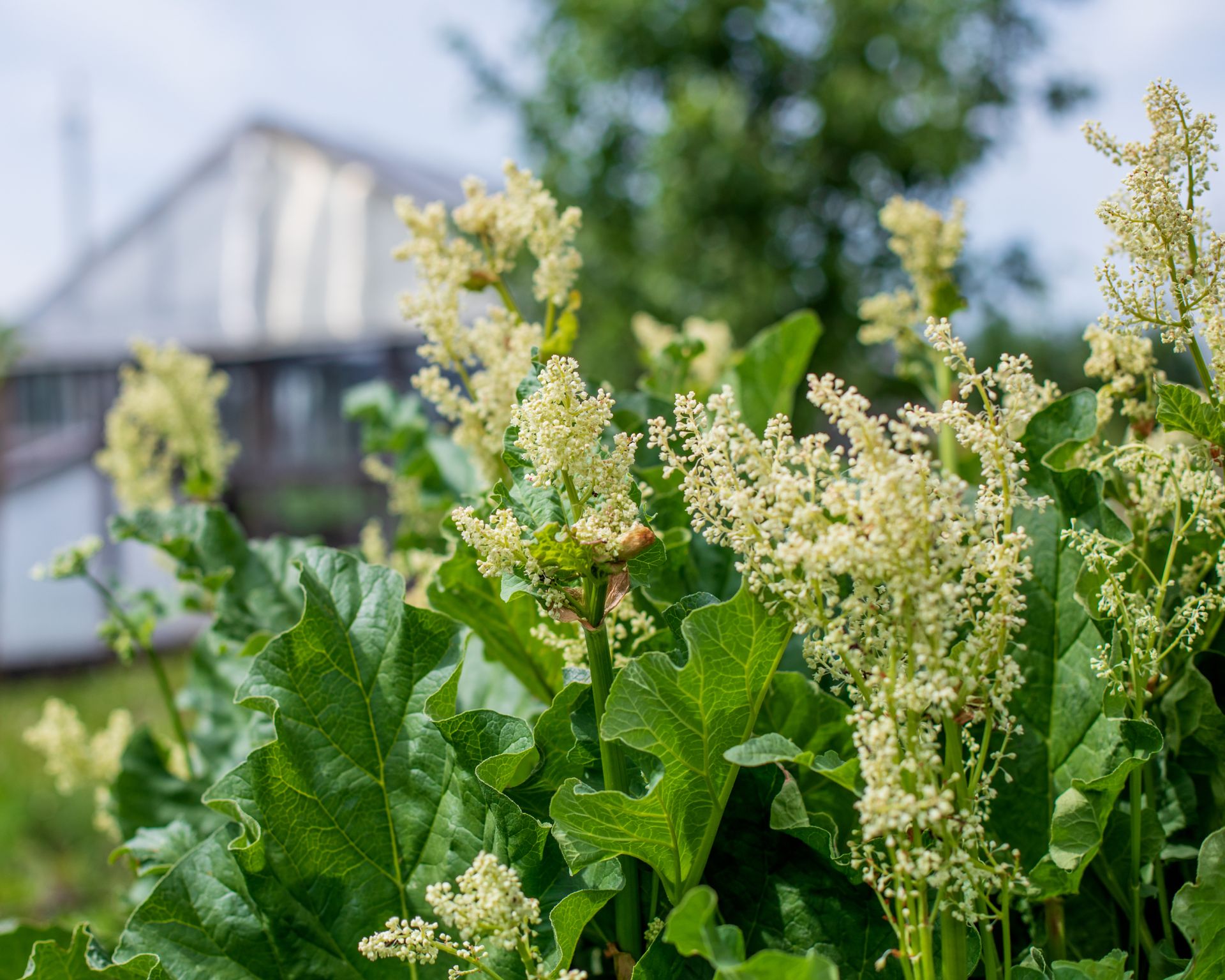 Flower clusters on rhubarb