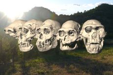 Here the five skulls, including Skull 5, discovered at Dmanisi in the Republic of Georgia and dating back some 1.8 million years, with a Dmanisi landscape in the background. 