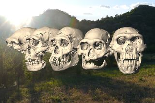 Here the five skulls, including Skull 5, discovered at Dmanisi in the Republic of Georgia and dating back some 1.8 million years, with a Dmanisi landscape in the background.