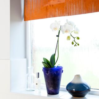 White orchid in blue pot on windowsill