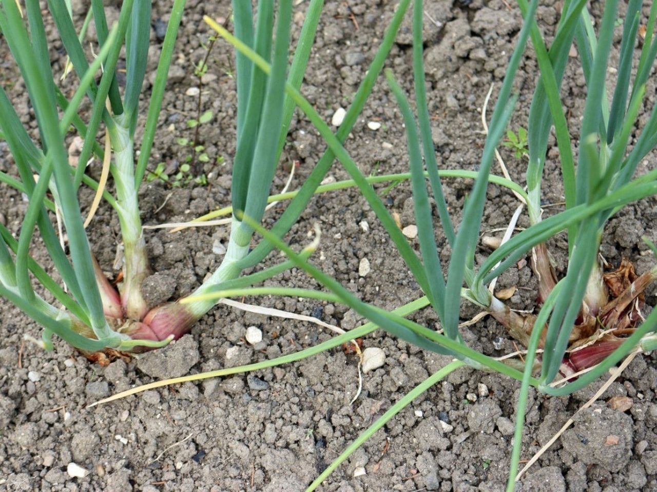 Bunches of shallows growing in the soil