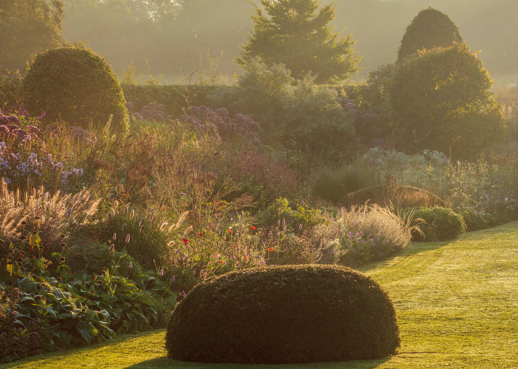 autumn garden with evergreen topiary, ornamental grasses and late season flowers