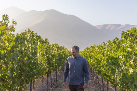Sebasti&aacute;n Labb&eacute; walking between vines