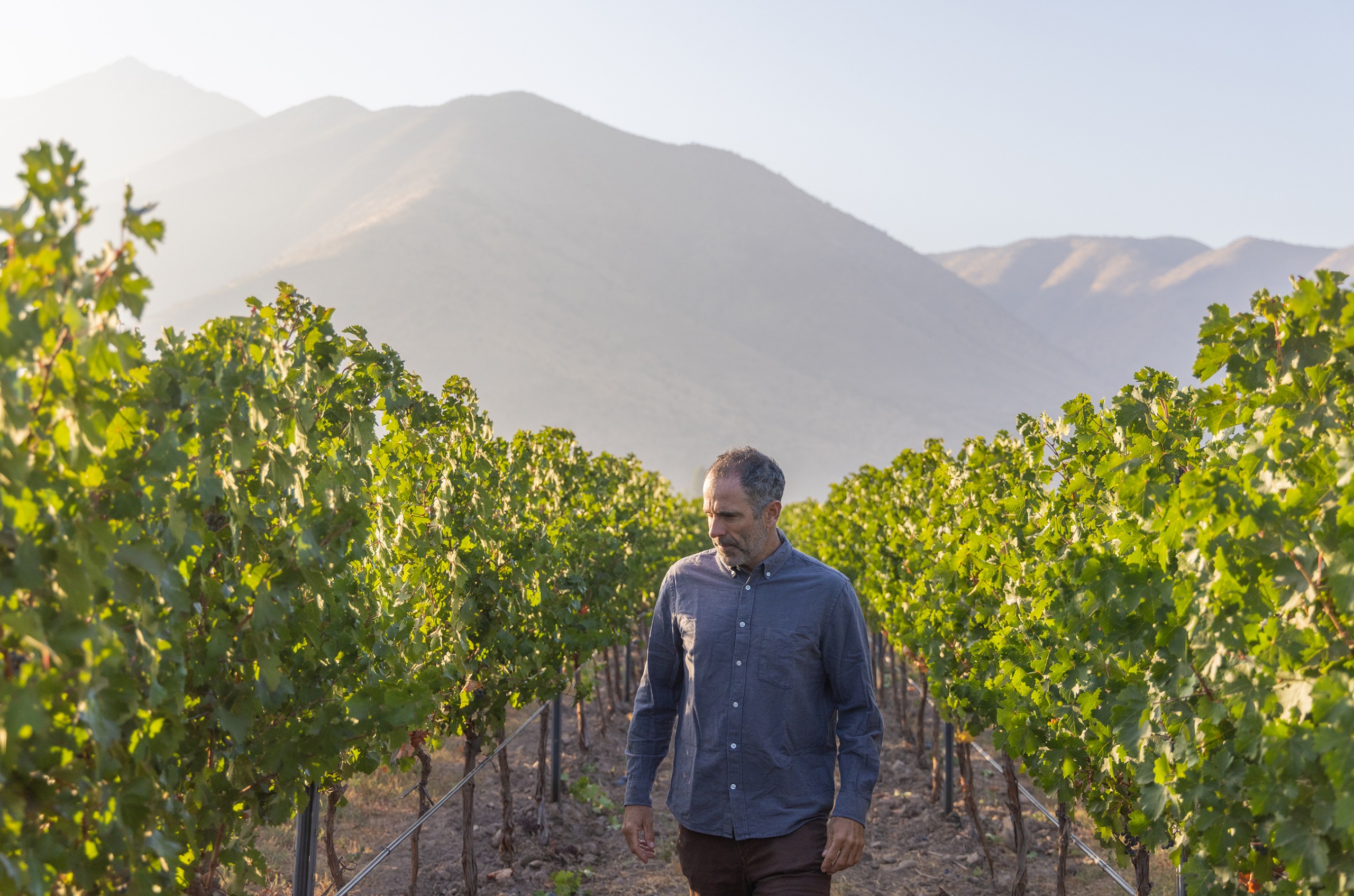 Sebasti&aacute;n Labb&eacute; walking between vines