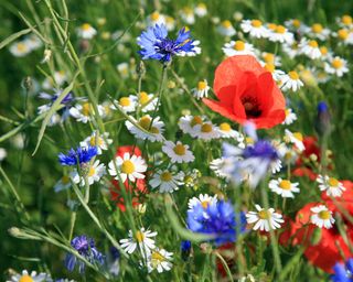 poppies and daisies in wildflower meadow