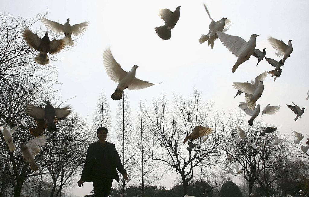 A man feeds doves at a park in China&amp;#039;s Jiangsu province.