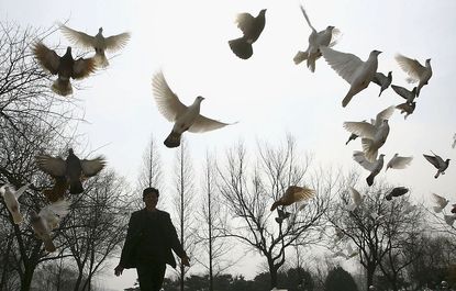 A man feeds doves at a park in China's Jiangsu province.