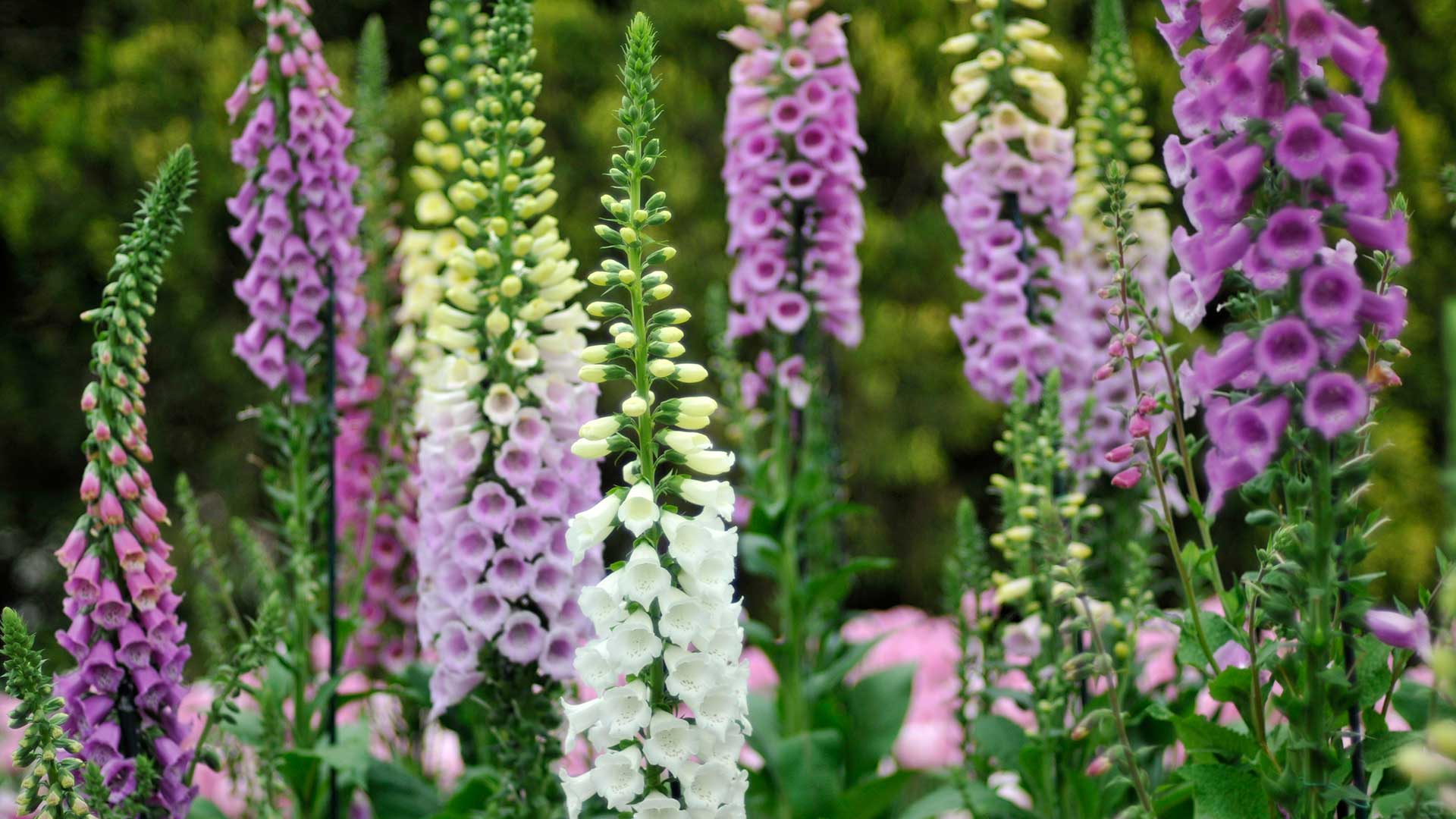 foxgloves in garden