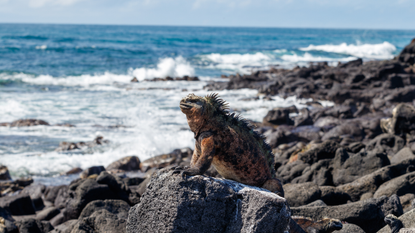 Marine iguana sits on the rocks by the water in the Galapagos Islands 