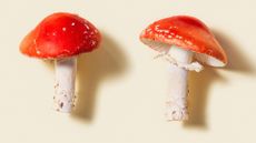 Fly Agaric mushrooms on a plain background