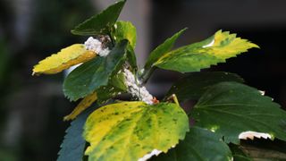 Mealybugs on plant stem