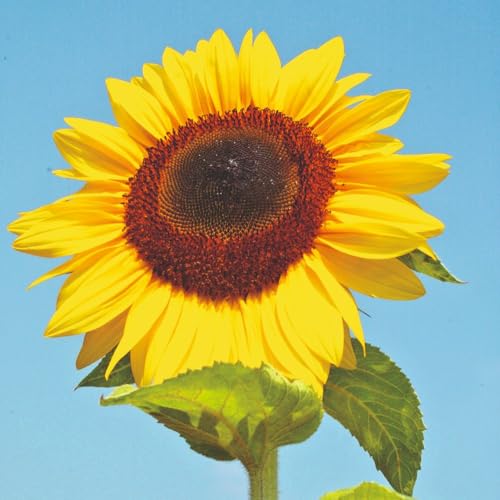 Sunflower Titan Seeds Large Golden Blooms, Easy to Grow, Drought Tolerant, Attracts Pollinators, Vibrant Garden Focal Point 1 X Seed Packet by Thompson and Morgan