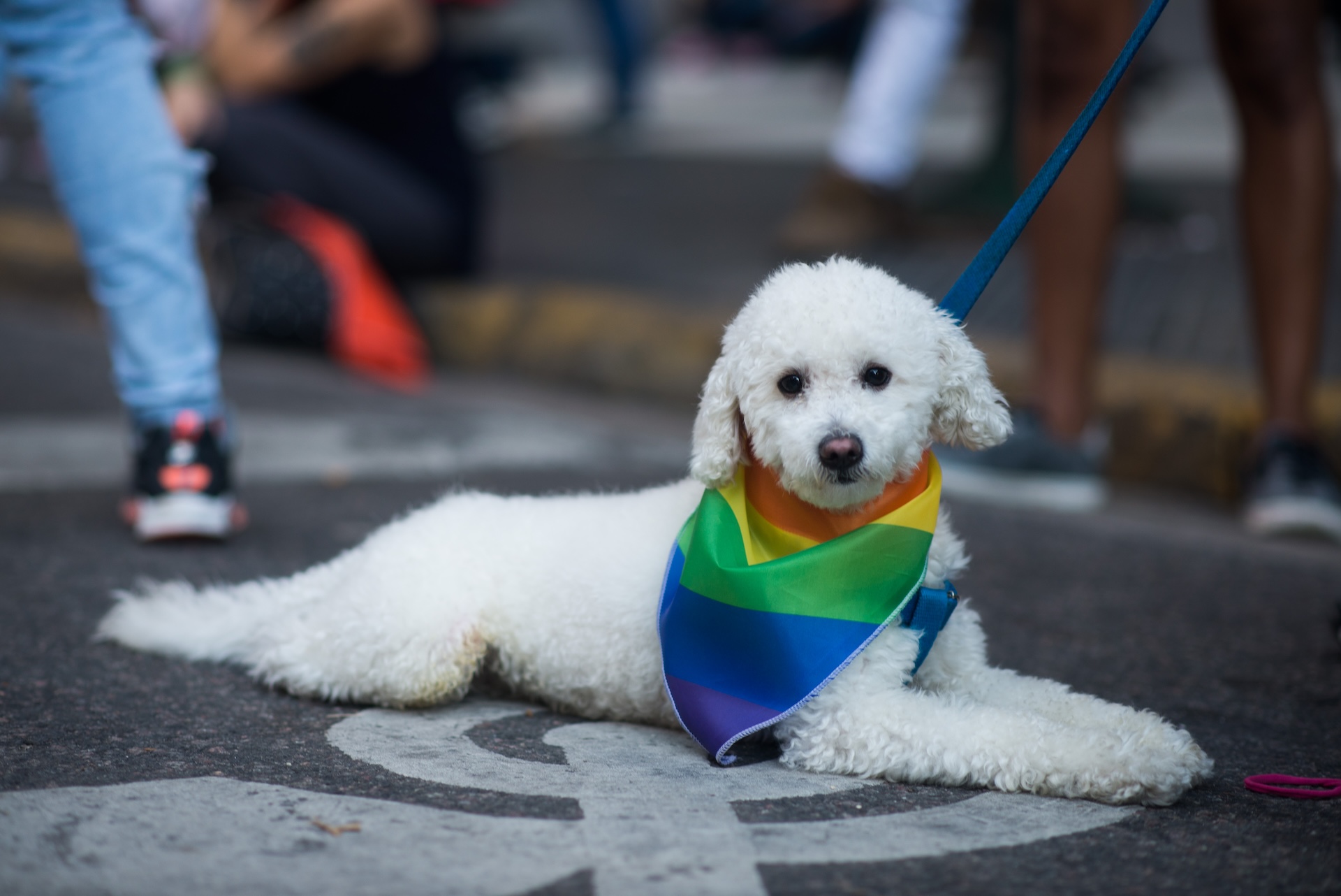 A Bichon Frise lying down
