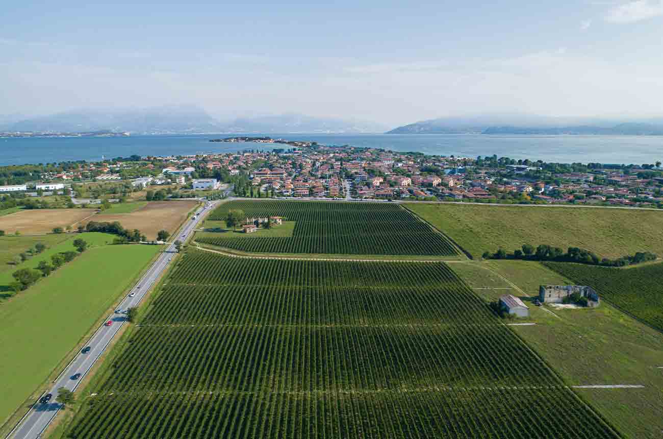 The vineyards of Tommasi wines on the southern shores of Lake Garda, Italy