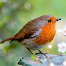 Robin in garden