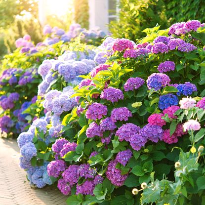 Mophead hydrangeas along path