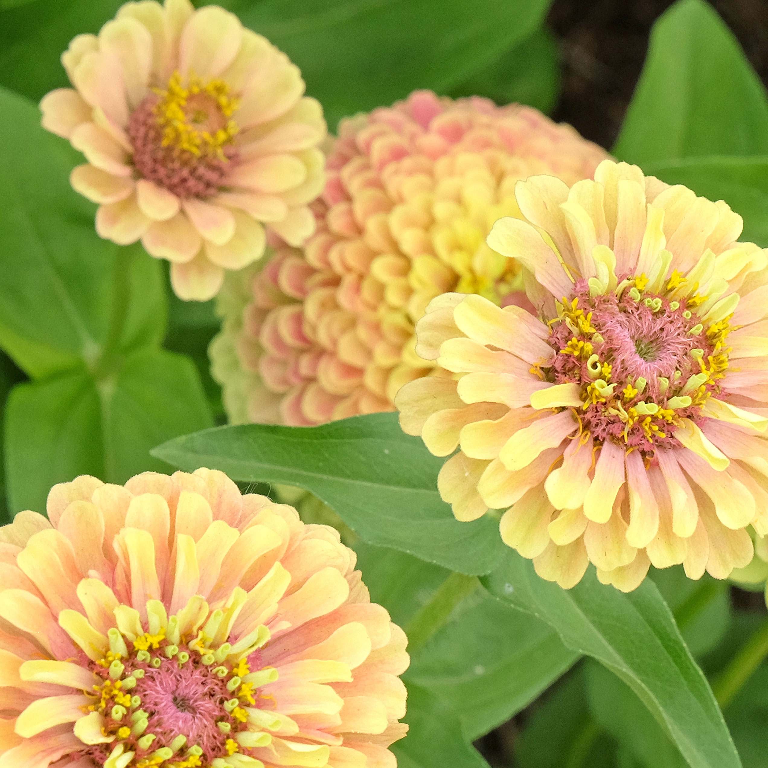 zinnia Queen Lime in backyard planting