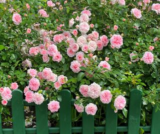 A hedge of flowering pink roses