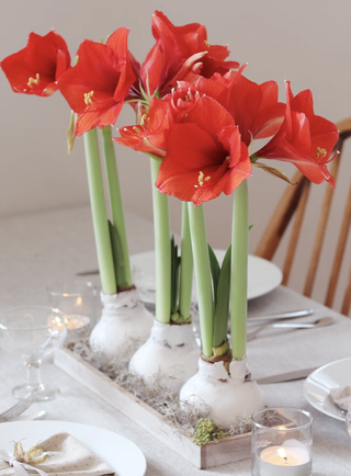 white Christmas waxed Amaryliis bulbs in a table centrepiece