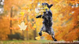 Dog jumping to catch leaves