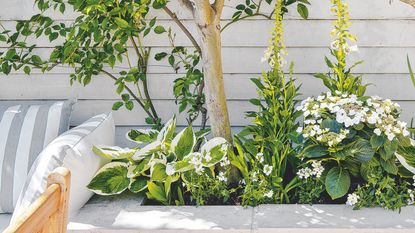 Raised garden bed in a garden with lots of greenery including hostas and trees