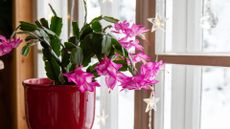 Christmas cactus by a windowsill 