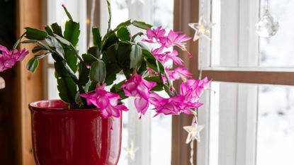 Christmas cactus by a windowsill 