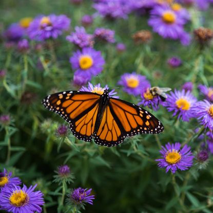 Monarch butterfly sits atop vibrant purple aster flowers.