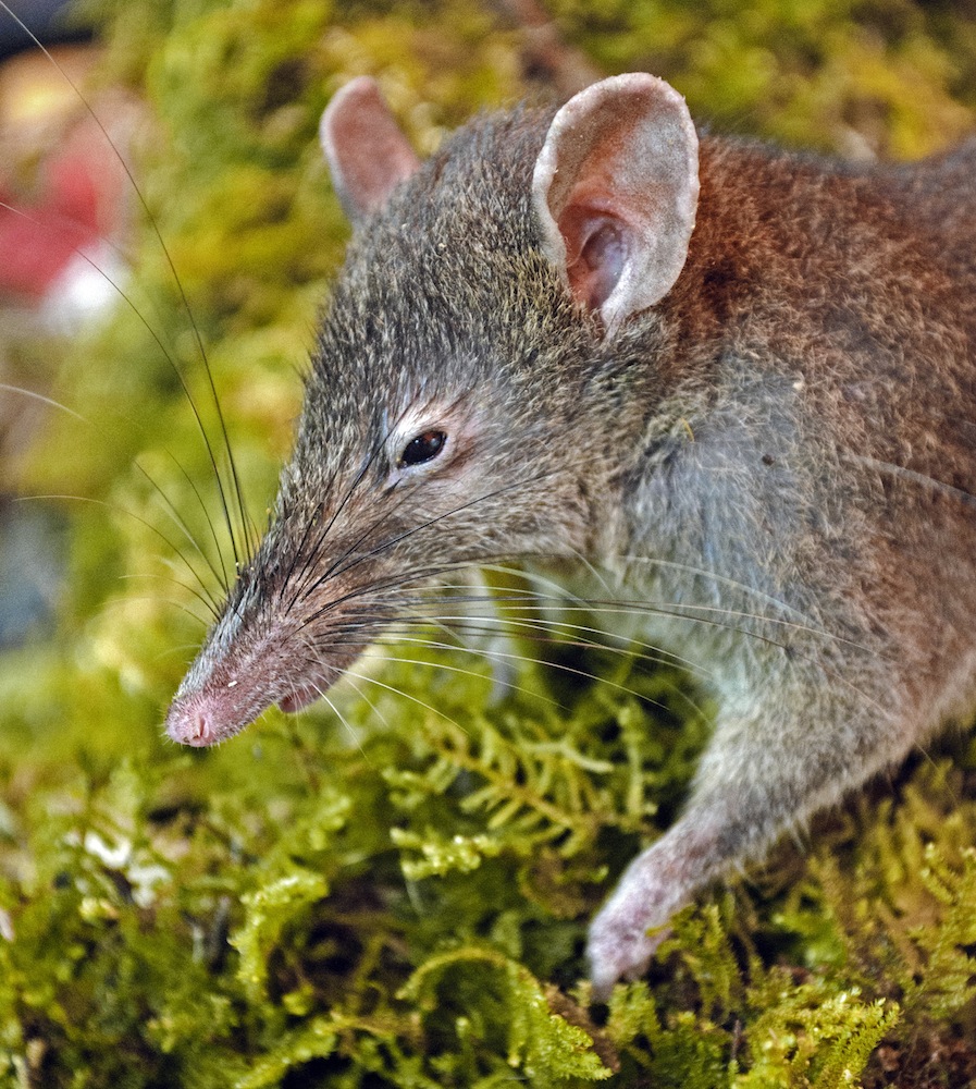 Newly discovered molarless rat.