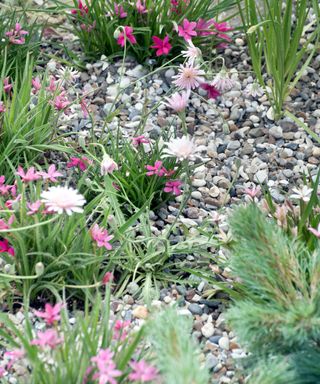 flowerbeds topped with gravel