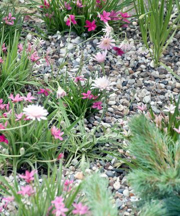 Flower Bed Trends Experts Pick The Standout Looks This Season Homes   ZfCPpbjhyDLBc9UDPXgKpM 360 80 