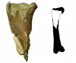 The first dinosaur fossil described from Washington State (left) is a portion of a femur leg bone