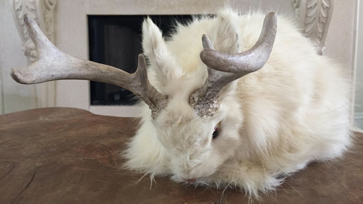 Are jackalopes real?