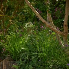Woodland Trust: Forgotten Forests Garden at the RHS Chelsea Flower Show 2026