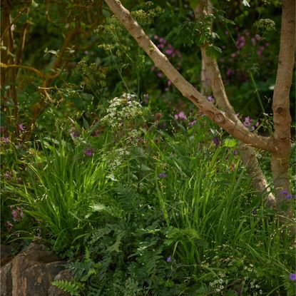 Woodland Trust: Forgotten Forests Garden at the RHS Chelsea Flower Show 2026