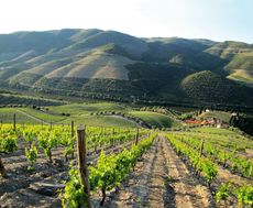 Quinta de Roriz in the Douro Valley