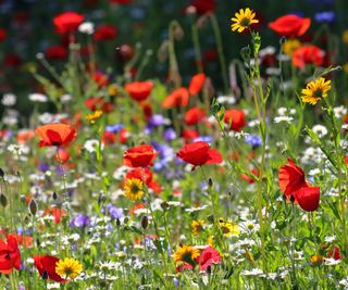 Flower meadow, poppies