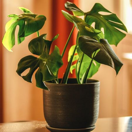 Potted monstera deliciosa