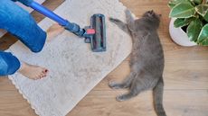 Woman vacuuming rug next to gray cat
