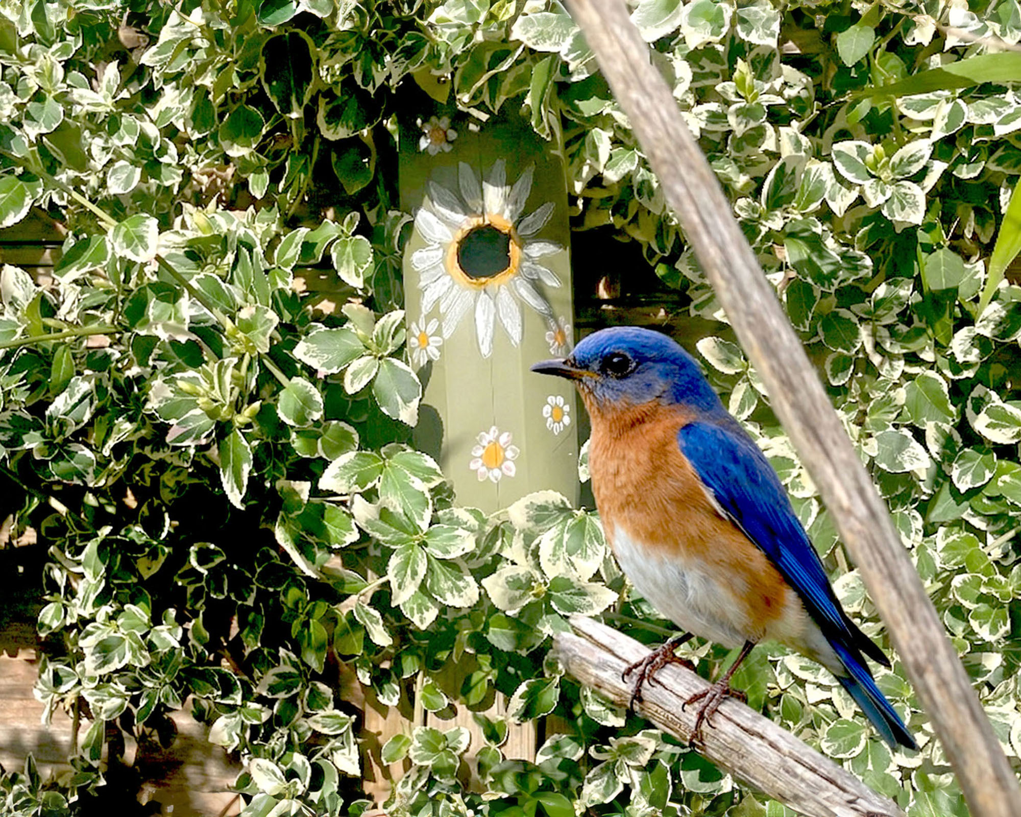 DIY bird box crafted from juice carton in sheltered spot (bird added using Gemini Nano Banana)