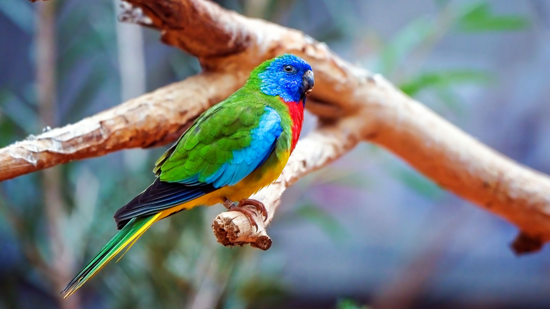 scarlet chested parakeet